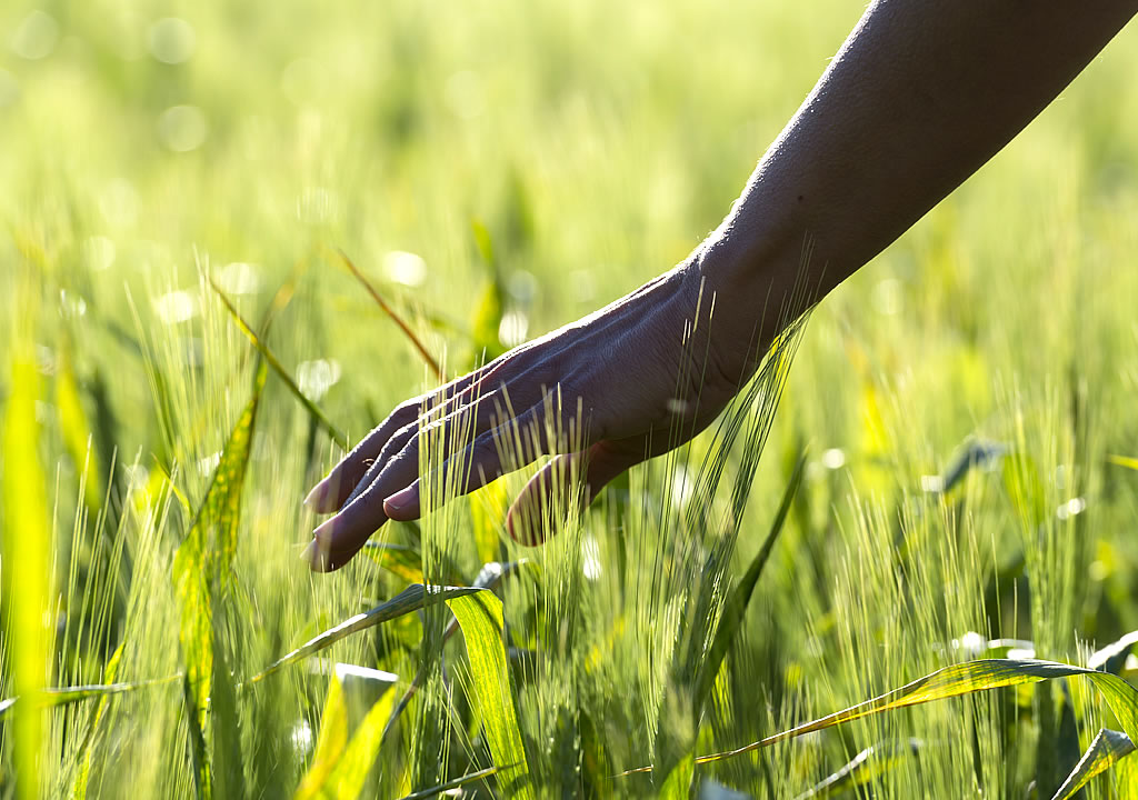 National Maize Corporation (NMC) Farmer Development