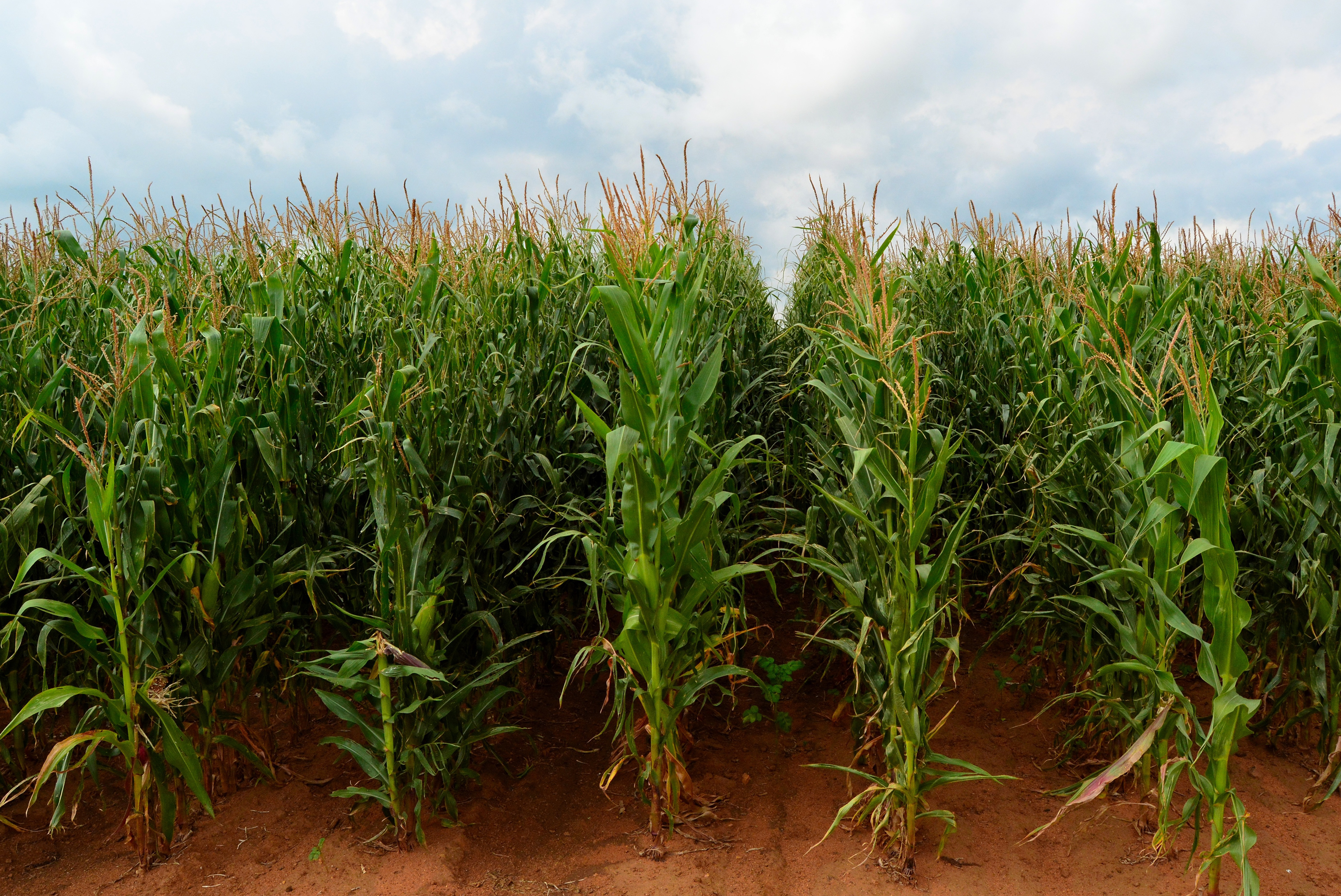 National Maize Corporation (NMC)